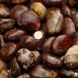 Xylopal, fossil wood - large tumbled stones