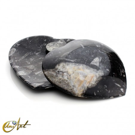 Plates with ammonites and orthoceras heart model